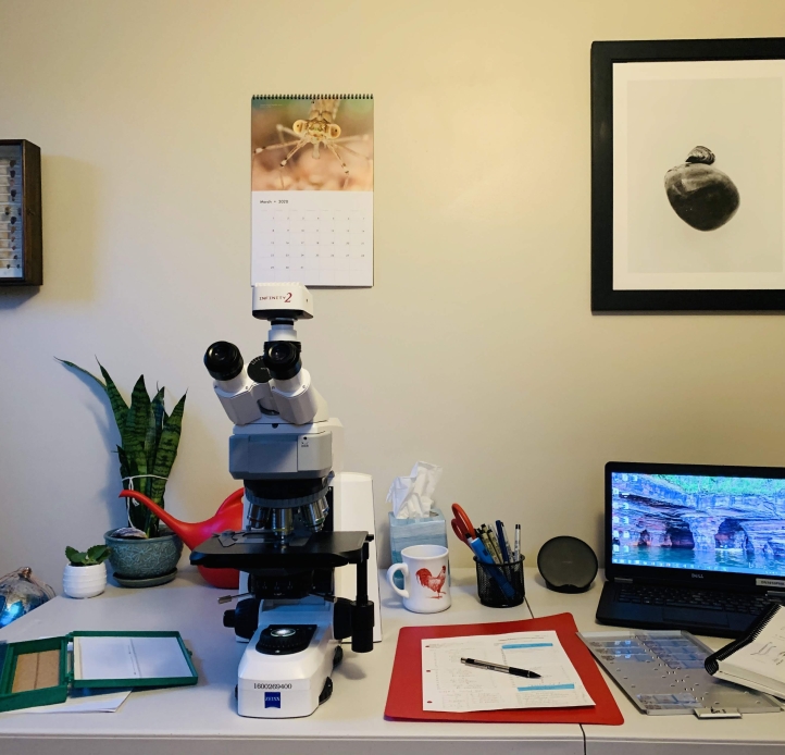 A microscope set up on a table, with a laptop, microscope slides, some papers, and a plant. There are pictures of insects and mounted insects on the wall.