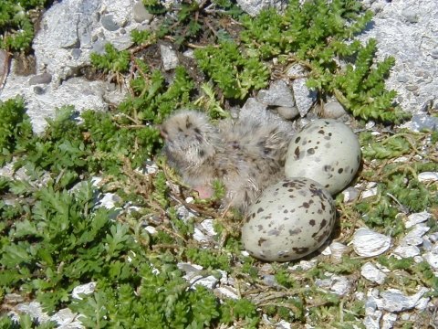 A speckled baby bird in a rocky nest with two speckled eggs.