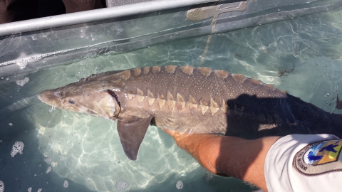 A three-foot long fish with bony plates is held just above a basin of water by someone wearing a USFWS uniform.