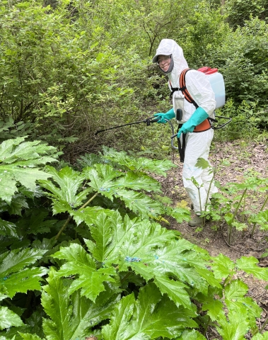 A person spraying chemicals on large-leafed plants while wearing  chemical spray protective coveralls and a backpack sprayer