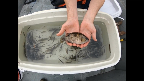 Two hands hold a round fish above a cooler filled with other small fish swimming.