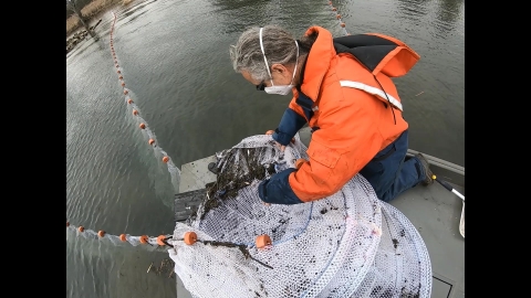 A person kneels on a platform at the water's edge pulling in a large hoop net with two arms still the water. They are wearing a safety suit and a cloth mask on their face. There are tiny fish and aquatic plants inside the net.