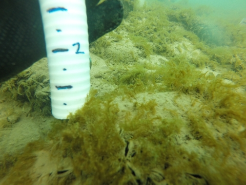 Underwater photo of algae growing on the surfaces and around partially hidden mussels. There is a ruler beside the algae to show that the growth is less than 1 cm.