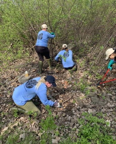 Four workers use loppers and saws to remove a thicket of young thin trees