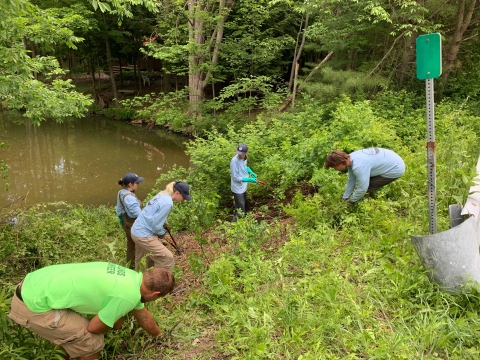 Five people work with pruning gear on plants growing on an incline between a creek and the edge of a road.