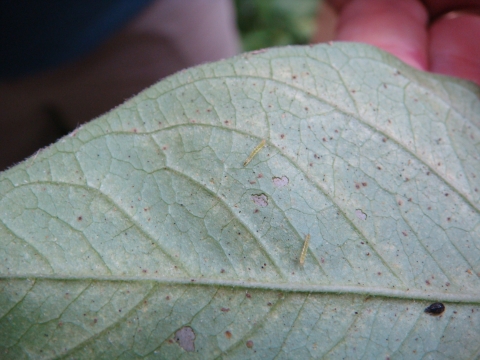 Two very small caterpillars on a leaf. The leaf has lots of little spots and some bigger holes eaten partway through like a window.