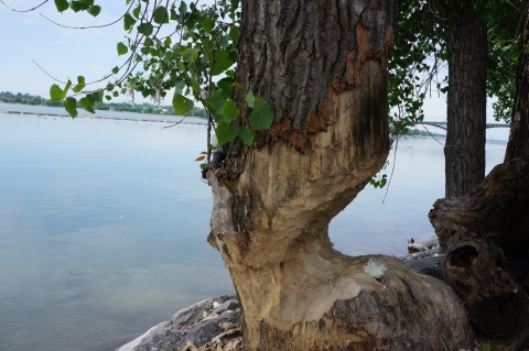 A tree that has been chewed most of the way through by a beaver, near the water's edge.