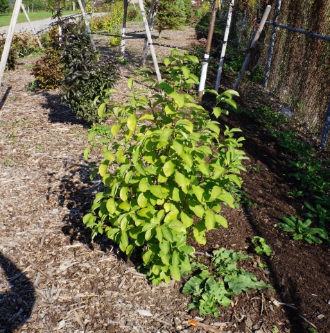 A short bush planted in front of a young tree in a garden.