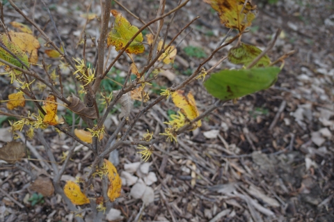 A bush with some flowers with stringy yellow petals. The leaves are mostly gone but there are a few yellow or brown leaves remaining.