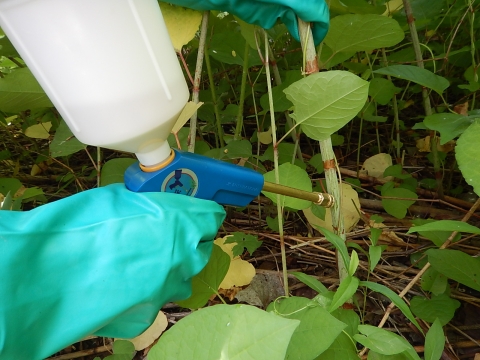 Close-up of a gloved hand using a pesticide applicator to inject pesticide into the stem of a plant.