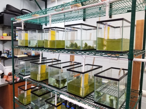 Several tanks sit on a shelving unit in a lab. There is water with algae in the tanks, though some have algae mixed throughout while others are clumped. Some of the tanks have a mechanical paddle for stirring.