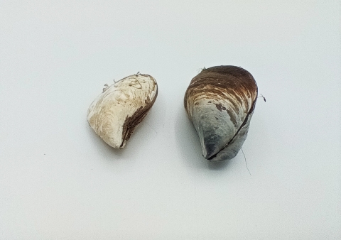 Two mussels side by side on a blank background. One is smaller and flatter and mostly white, while the other is larger and taller with a darker coloration