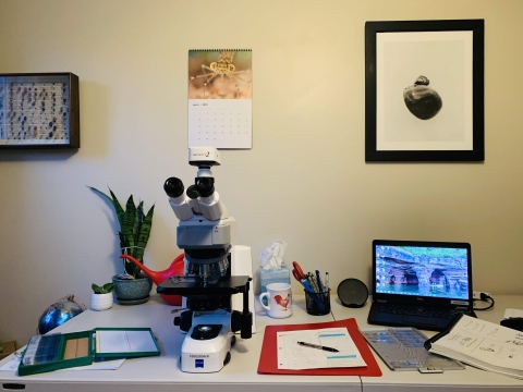 A microscope set up on a table, with a laptop, microscope slides, some papers, and a plant. There are pictures of insects and mounted insects on the wall.