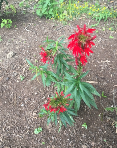 A plant with spikes of bright red flowers with long petals and long narrow leaves planted in mulch.