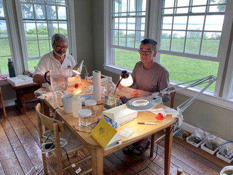 Two people working at a table in a room with windows. Lamps shine on trays of organisms before them, and many more trays with samples waiting nearby.