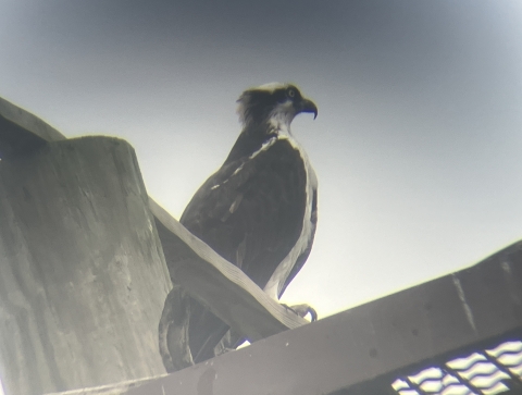 A bird of prey perches on a human-made roost