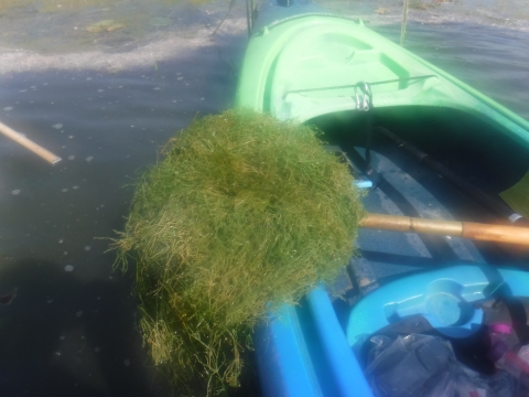 A net full of stringy water weeds perched over the bow of a kayak.