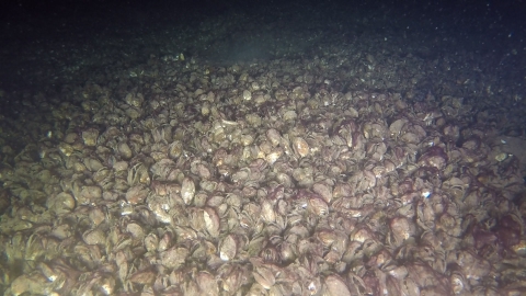 An underwater picture of a colony of freshwater mussels living on the bottom of the water.