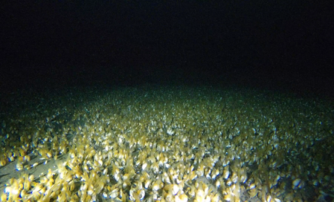 Dark underwater picture of the bottom of a lake completely covered with mussels, lit by a spotlight. The mussels have their syphons extended.