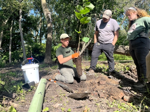 A person kneels on the ground next to a hole holding a potted tree without the pot as two other people watch them plant it.