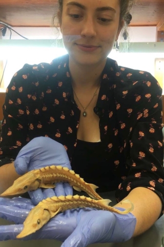 A person wearing gloves to hold two six-inch fish. The fish are very light in color and have a long nose and bony ridges along their back and sides.