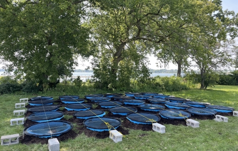 Thirty mesocosms by some trees near the water. The mesocosms are round plastic pools of water stabilized with soil around the bottom and with mesh covering the top. There is a grid of rope attached to cinderblocks that holds the mesh lids in place.