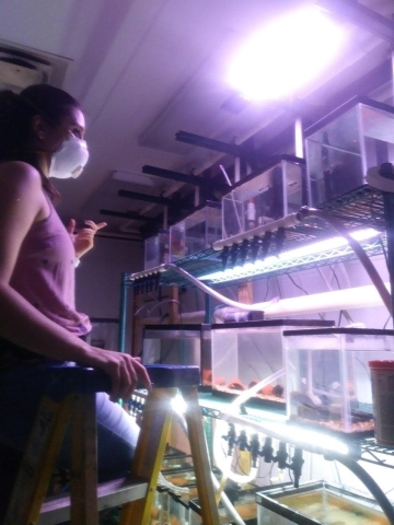 A person wearing an N95 face mask stands on a ladder next to a shelving system with 5-gallon fish tanks.