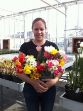 A person standing in a greenhouse holding an armful of spring flowers like tulips and daffodils. There are other plants behind them.