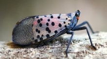 A closeup side view of a bug with white forewings with black spots and a red hint below them.