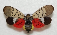 A mounted bug with wings spread. The forewings are white with black spots, the hind wings are red and black, and the sides of the abdomen are yellow.