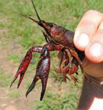 A dark red crayfish being held in a hand outside.