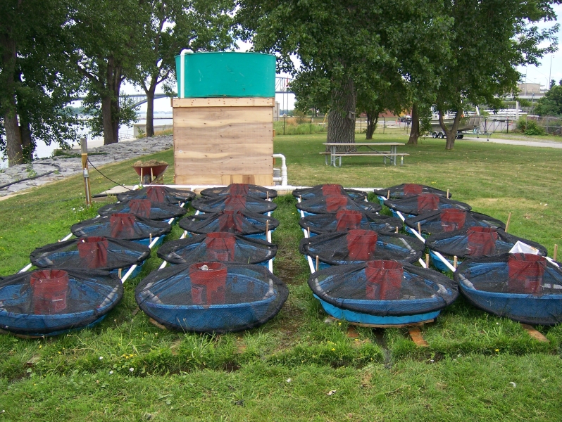 An experiment set up on a lawn, including twenty kiddie pools covered with nets and water flowing from a reservoir set up beyond the pools.