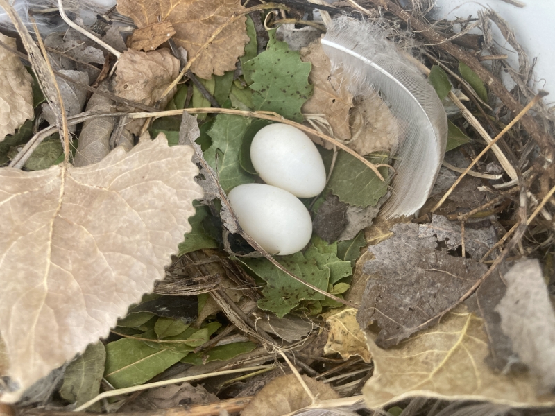 Two small eggs rest in a nest made of twigs, dried leaves, feathers, and fresh green leaves. The nest is inside a plastic structure.