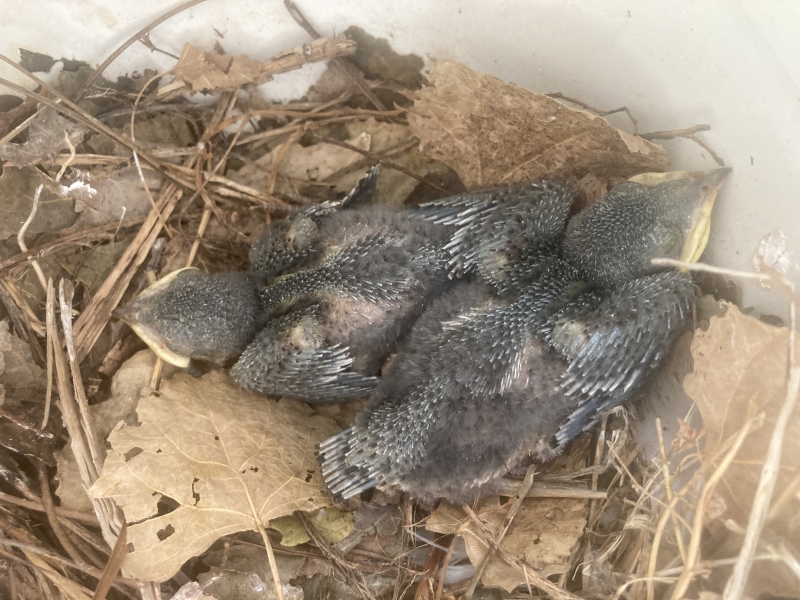 Two chicks nestle against each other in a nest made of twigs and dried leaves. The nest is inside a plastic structure. The baby birds have dark downy feathers and pin feathers on their wings and tail.