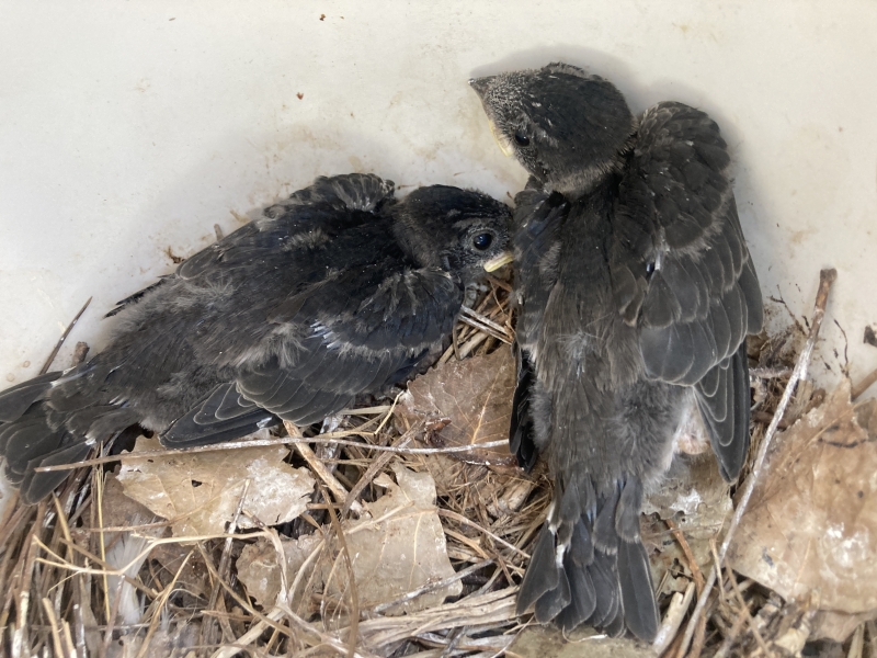 Two chicks nestle against each other in a nest made of twigs and dried leaves. The nest is inside a plastic structure. The baby birds have have most of their feathers but are still a bit downy.