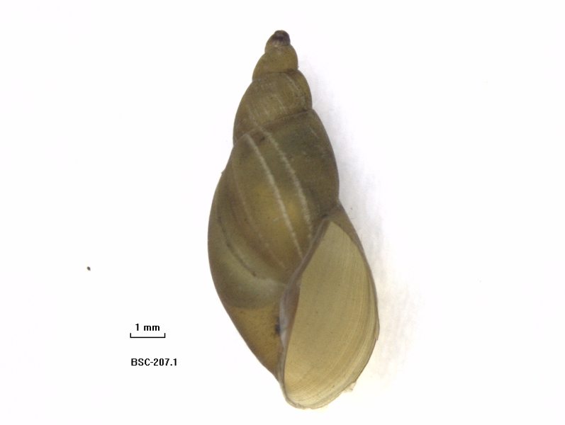 A conical snail shell with faint stripes and some darker spots. There is a scale bar on the picture showing 1mm.