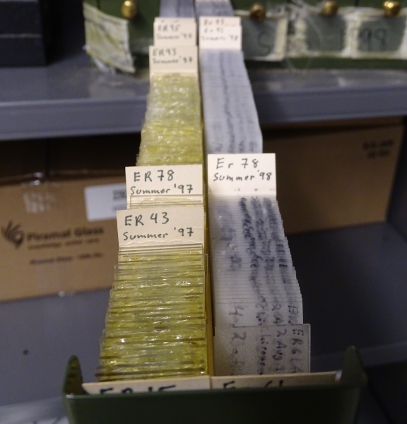 A long narrow drawer pulled out from a cabinet. The drawer contains two rows of microscope slides filed with index cards labeling the sample site and year, such as "ER 43 Summer '97" or ER 78 Summer '98." The slides on the left are yellower and appear thick or gummy, while the ones on the right are clear and have the end with writing on it sticking up.