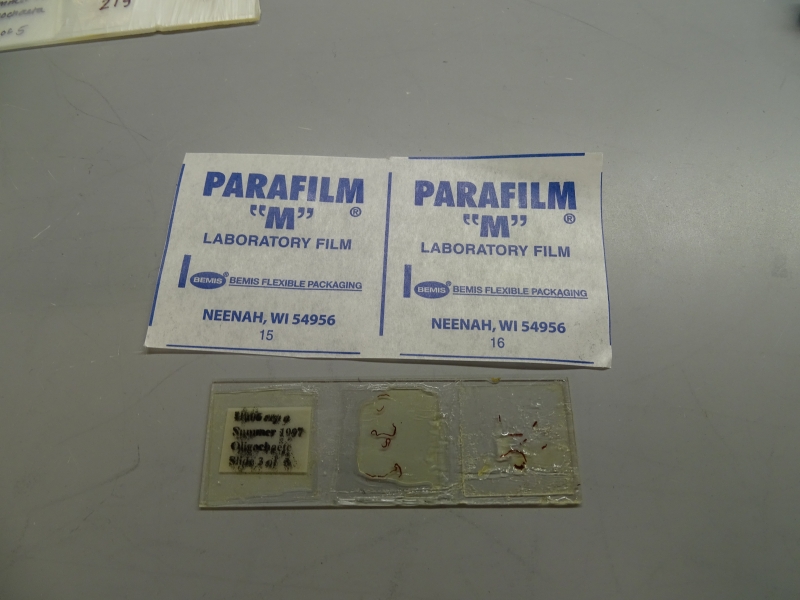 A microscope slide and a piece of parafilm on a table. The slide appears to be missing a cover slip, leaving worm-like organisms and mounting media exposed to air instead of covered by glass. The parafilm still has the label affixed, which reads "PARAFILM "M" LABORATORY FILM, BEMIS FLEXIBLE PACKAGING, NEENAH, WI 54956." This is printed twice on the label in two squares.