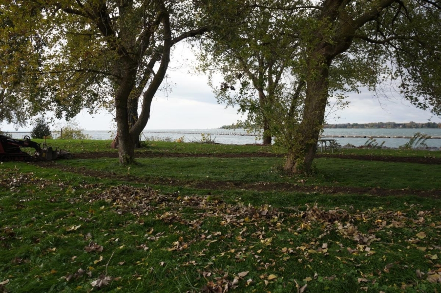 Two trees near the waterfront with a ring of exposed soil surrounding both of them.