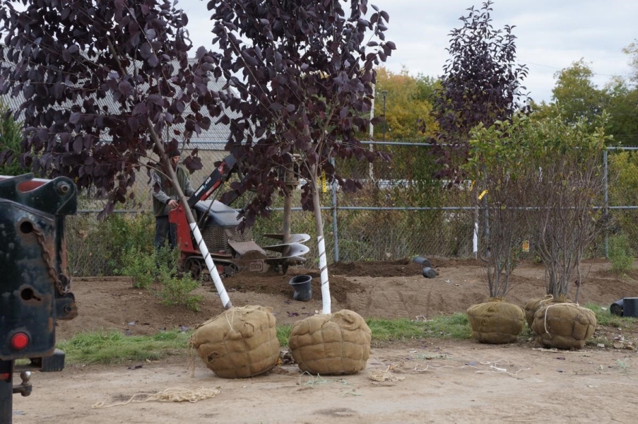 A worker uses a machine with an auger to drill a hole. There are several trees and bushes nearby, ready to be planted.