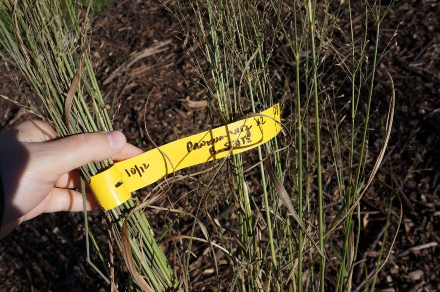 A hand holding a bundle of tall grass planted in mulch. There is a tag on the plant.