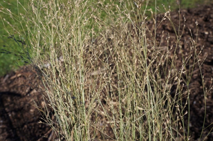 Tall grass that has gone to seed, planted in mulch.