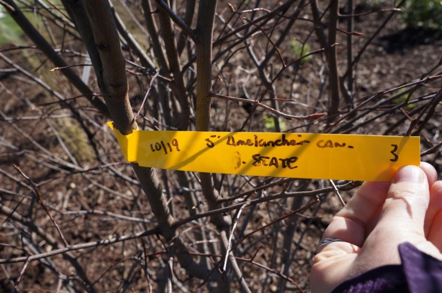 A hand holding a tag that is attached to a branch so it can be read. In handwriting it says "Amelanchier"