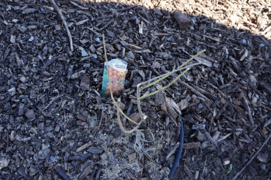 A tag with flowers on it next to a plant that has no leaves on it. The tag says "Asclepias tuberosa."