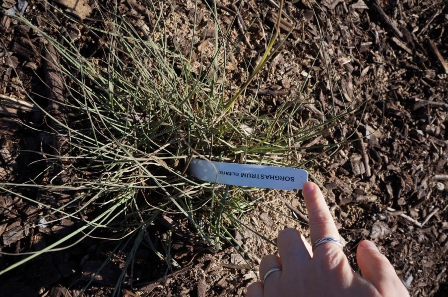 A finger pointing to a tag in a grassy plant. The text reads "Sorghastrum nutans."