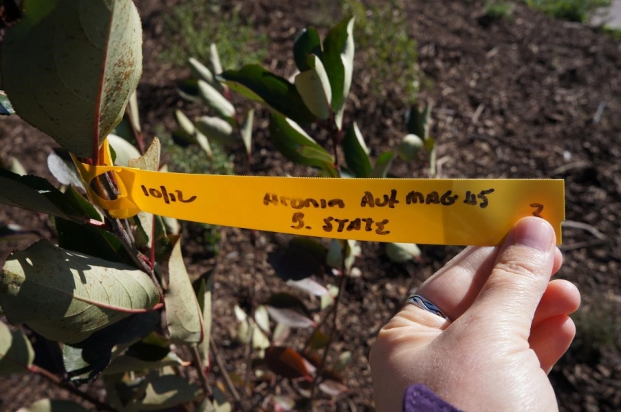 A person holds a tag attached to the branch of a shrub with green leaves with red veins. The handwritten tag says "Aronia Aut Mag."