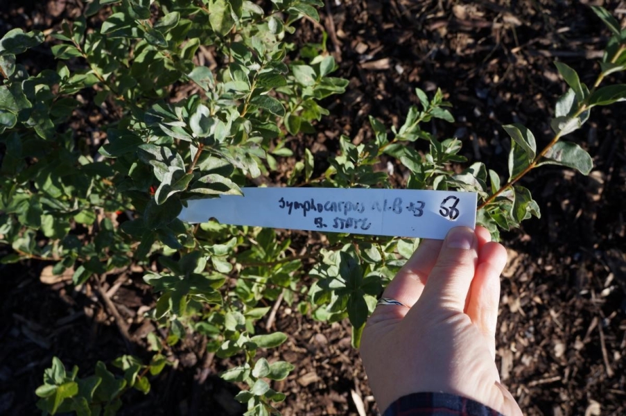 A hand holding a tag attached to a bush with small leaves. The handwritten tag says "Symphocarpos alb."