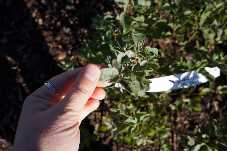 A hand holding a leaf on a small bush. The leaf is whitish green.