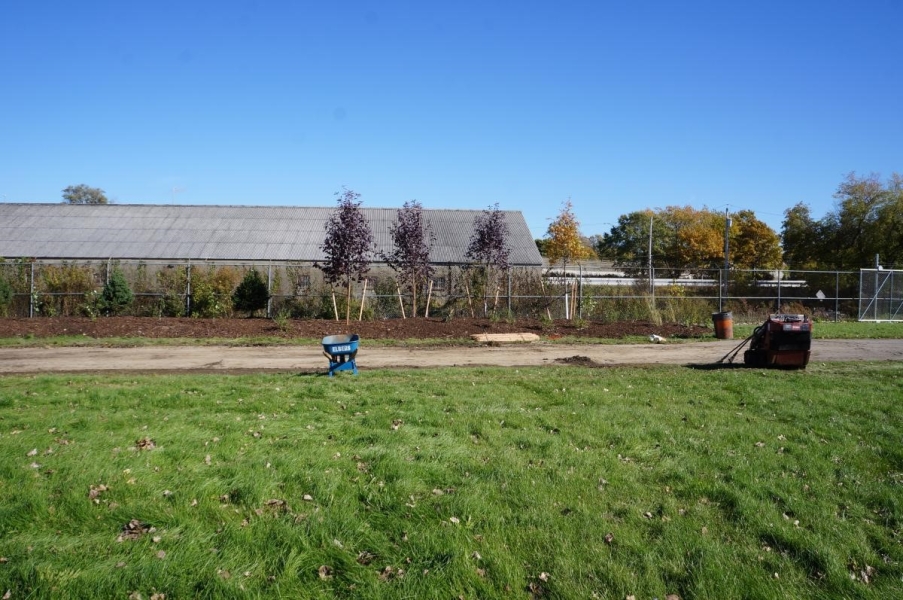 A plant bed along a fence with several smaller plants and a few trees.