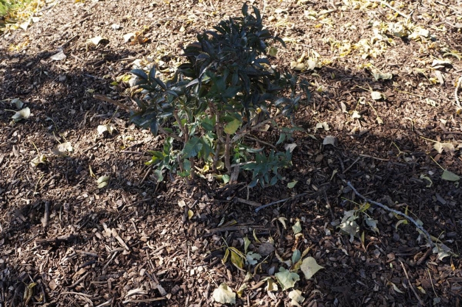 A woody plant with purplish green leaves.